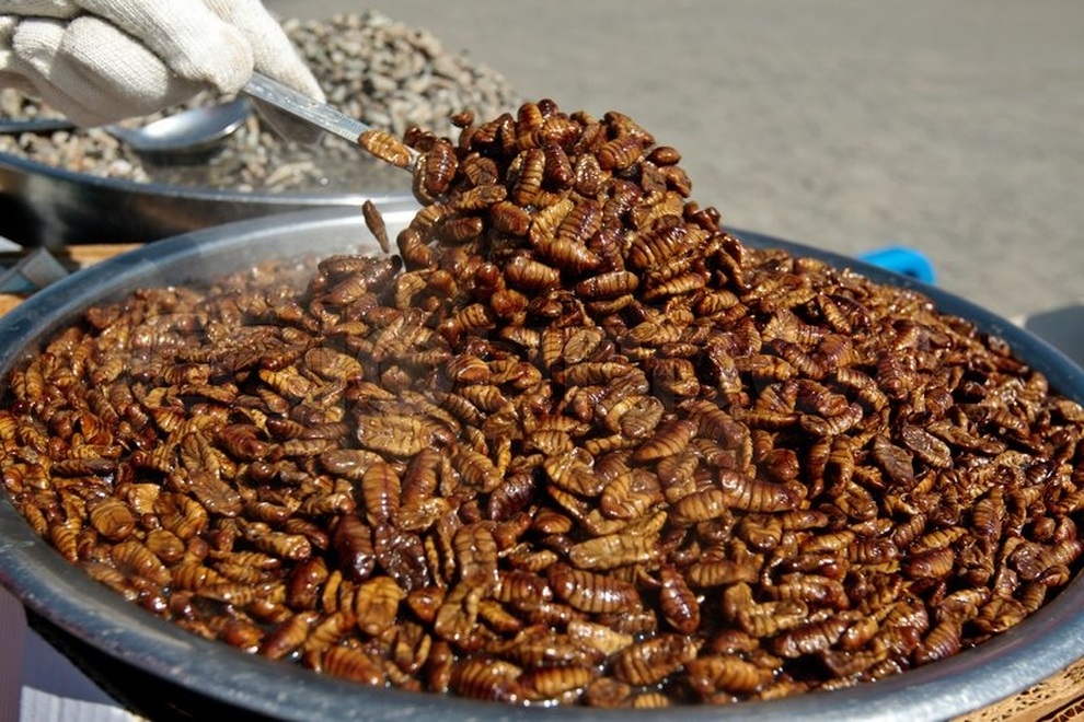 Nhộng tằm: Món ăn Hàn Quốc được nhiều người ưa chuộng - 1 Nhộng tằm: Món ăn Hàn Quốc được nhiều người ưa chuộng - 1