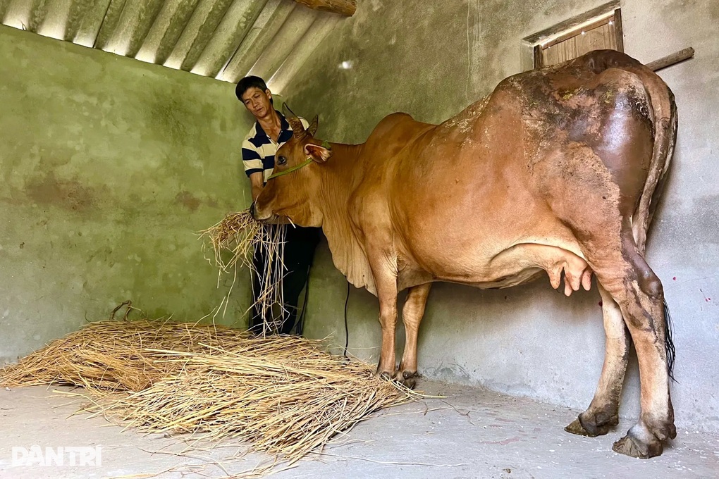 Người dân xây “nhà lầu” cho heo, bò tránh lũ - 3 Người dân xây “nhà lầu” cho heo, bò tránh lũ - 3
