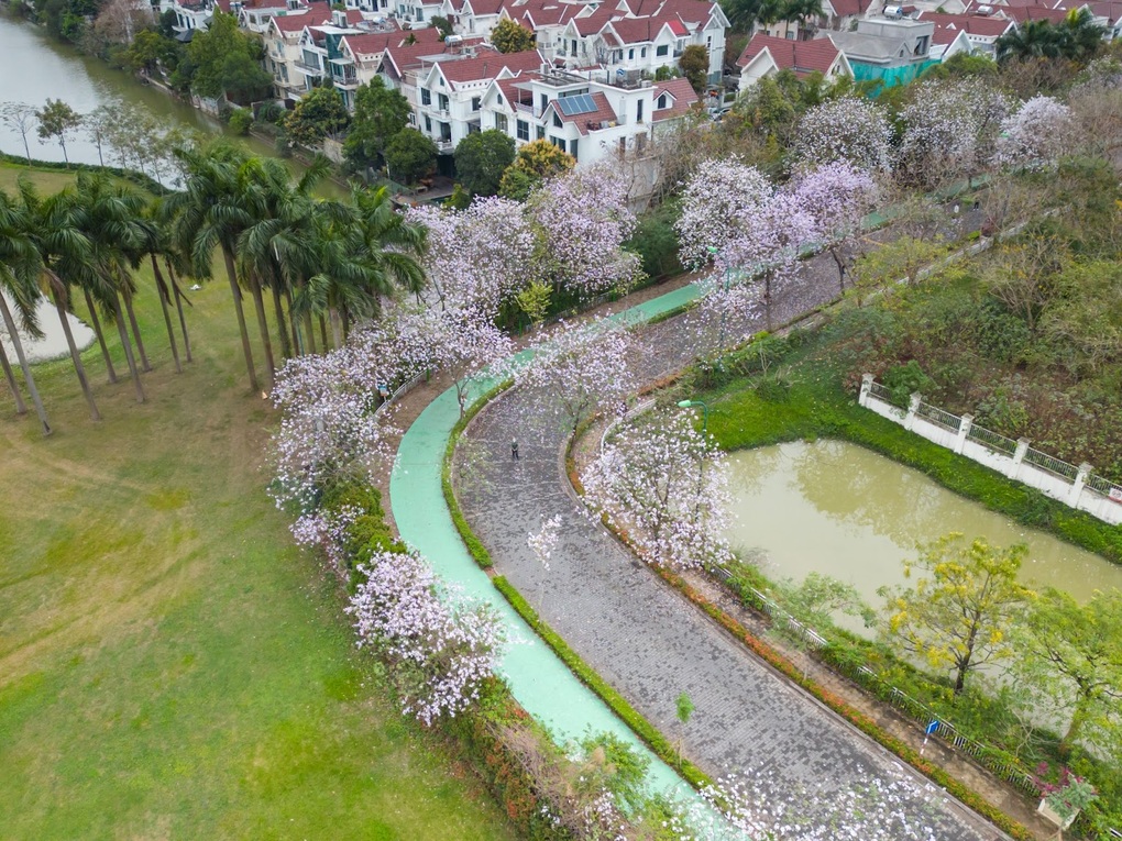 Hoa ban bung sắc tại Ciputra Hanoi - 3 Hoa ban bung sắc tại Ciputra Hanoi - 3