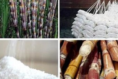 Liên quân Mía đường "đại chiến” HAGL