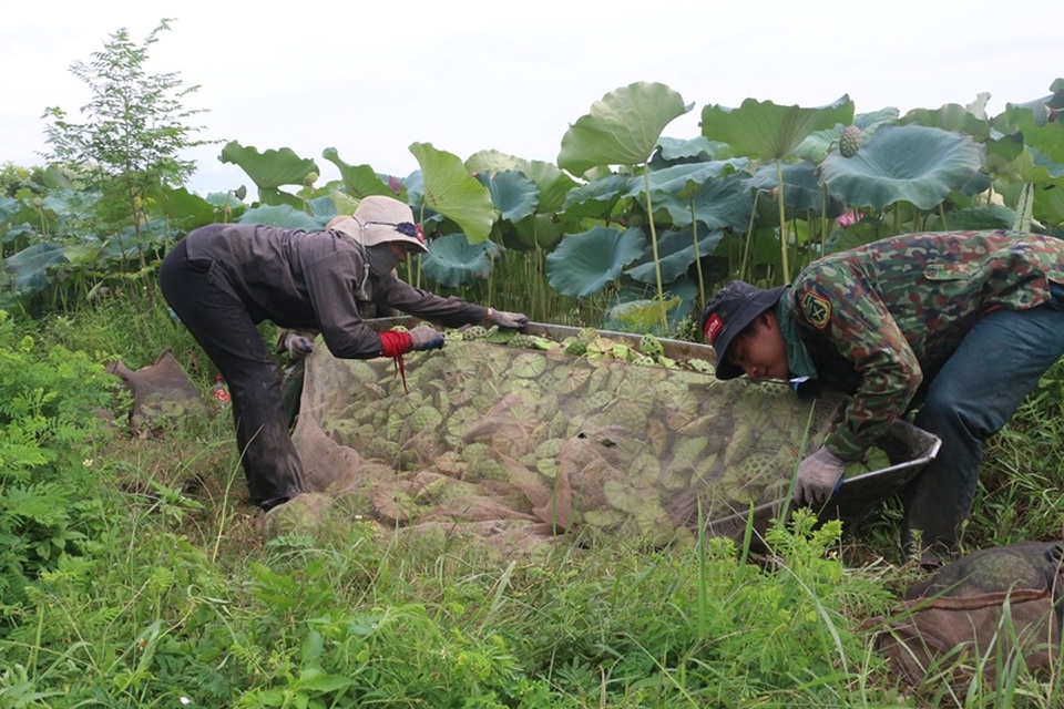 Bỏ cấy lúa sang trồng sen, người dân thu lãi cả trăm triệu đồng - 3 Bỏ cấy lúa sang trồng sen, người dân thu lãi cả trăm triệu đồng - 3