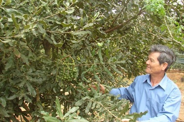 Thí điểm xây dựng mô hình trồng cây mắc ca ở Tây Bắc