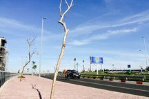 Hàng cây chết khô bên cầu Nhật Tân