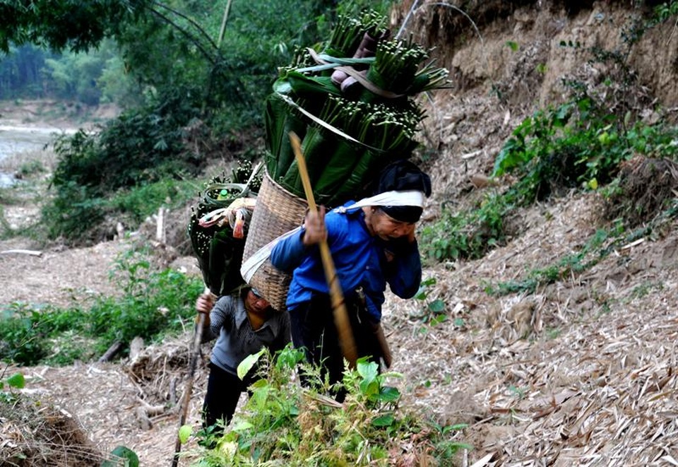 Thanh Hoá: Cận Tết, nhiều cụ bà gần 70 tuổi vẫn băng rừng, lội suối hái lá dong - 6 Thanh Hoá: Cận Tết, nhiều cụ bà gần 70 tuổi vẫn băng rừng, lội suối hái lá dong - 6