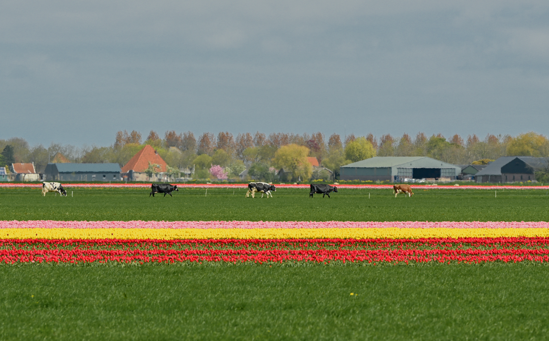 Mãn nhãn cánh đồng hoa tulip đẹp như cổ tích ở ngôi làng cổ 400 tuổi - 4