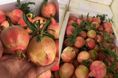 Những loại quả Trung Quốc quảng cáo đặc sản Việt, dạt khắp vỉa hè Hà Nội