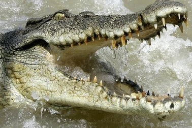 Du khách say xỉn, rơi đúng vào hồ nước đầy cá sấu