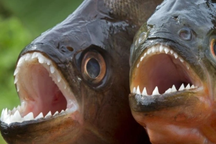 Cá hổ tấn công, gây thương tích nghiêm trọng cho du khách