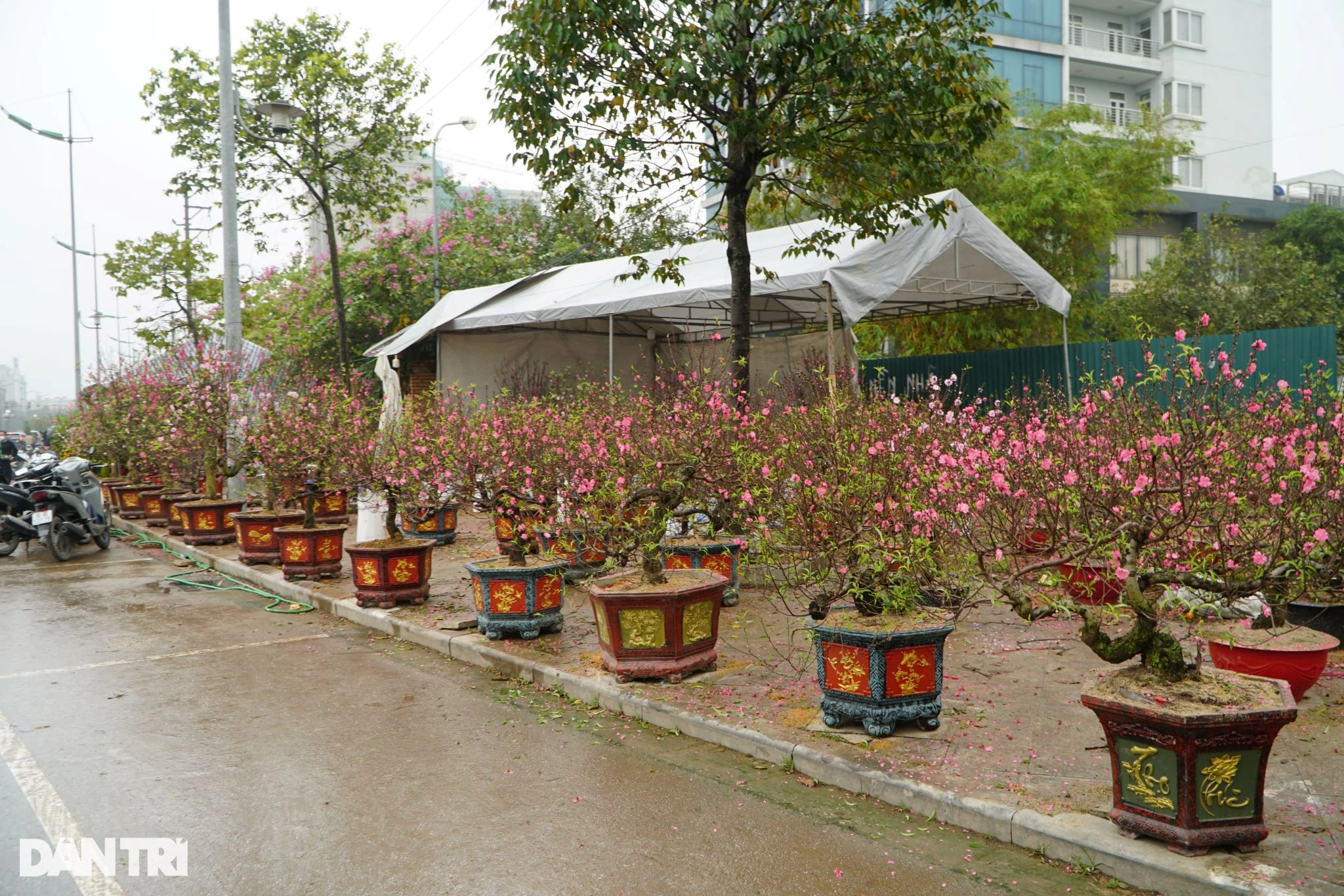 Vendiendo plantas ornamentales para el Tet, algunos pierden 500 millones de dongs, otros talan los árboles - 4 Buôn cây cảnh Tết, người lỗ nửa tỷ đồng, người chặt bỏ cây - 4