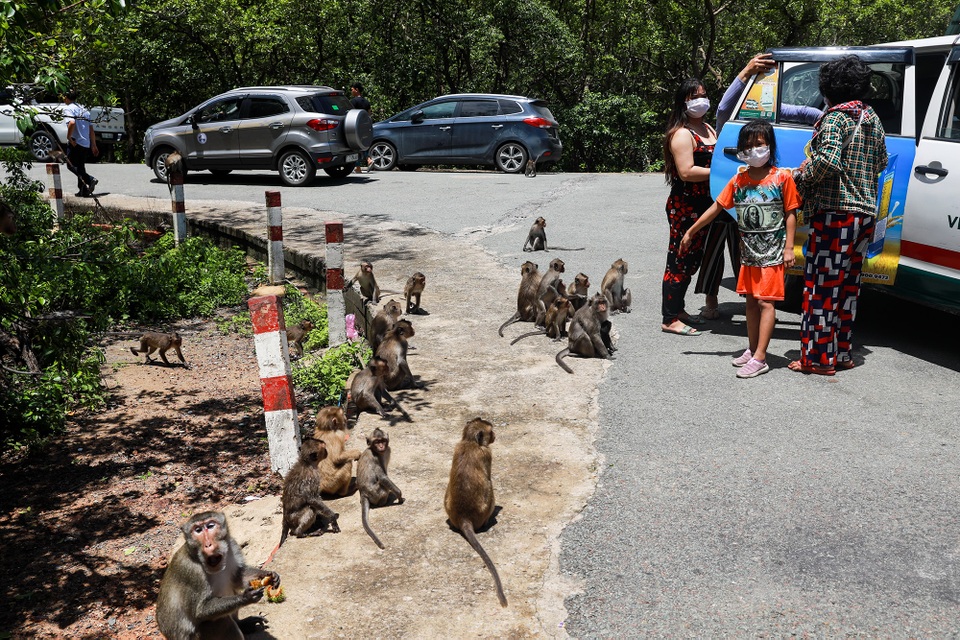 Khám phá vương quốc khỉ ở TP Hồ Chí Minh - 2 Khám phá vương quốc khỉ ở TP Hồ Chí Minh - 2