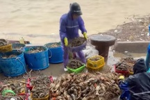 Lũ lớn khiến tôm hùm chết hàng loạt, có thể thiệt hại hơn bão Kalmaegi