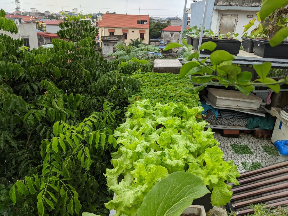Khu vườn treo 100m2 tươi tốt như rừng nhiệt đới của gia đình Hải Phòng - 10 Khu vườn treo 100m2 tươi tốt như rừng nhiệt đới của gia đình Hải Phòng - 10