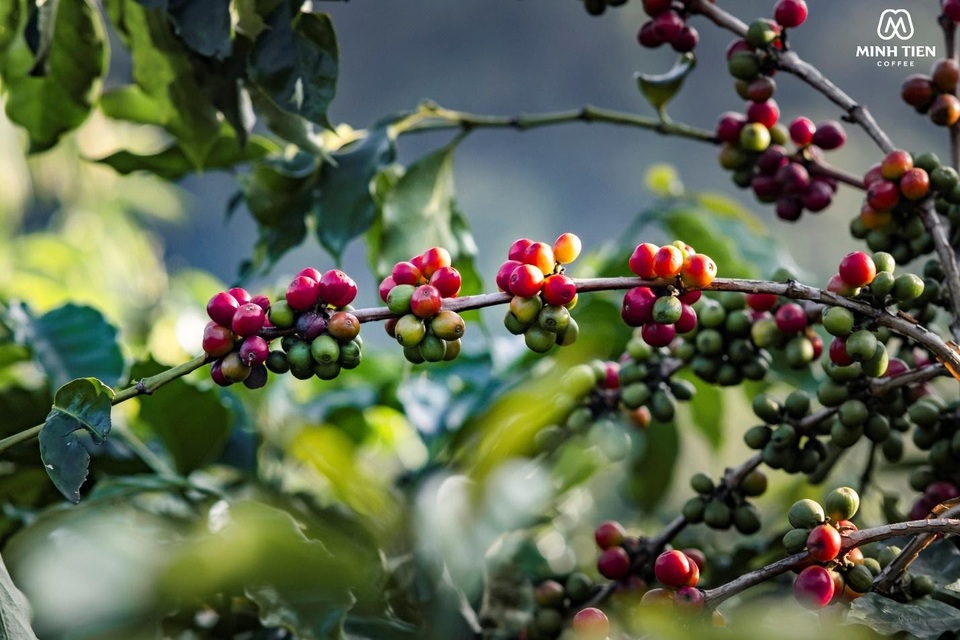 Cà phê Arabica - đặc sản trứ danh của vùng đất Sơn La - 1 Cà phê Arabica - đặc sản trứ danh của vùng đất Sơn La - 1