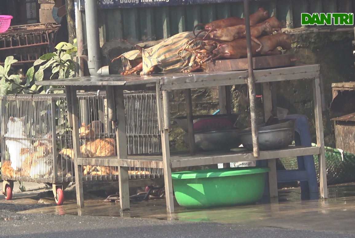 Ám ảnh cảnh nuôi nhốt giết mổ chó mèo giữa phố Hà Nội - 2