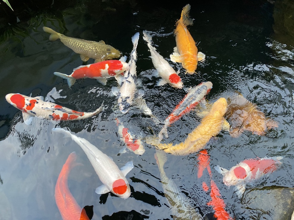 Bỏ nghề kỹ sư về quê đào ao nuôi cá, 9x Hải Phòng kiếm tiền tỷ đều tay - 3