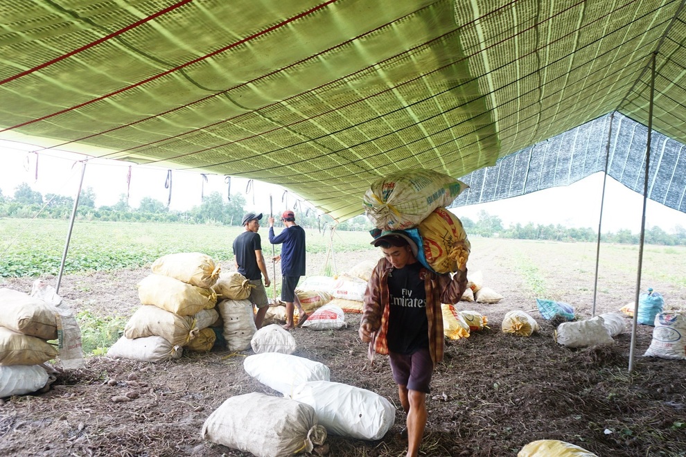 Khoai lang Vĩnh Long hết ế lại rơi vào tình trạng thiếu nhân công thu hoạch - 1 Khoai lang Vĩnh Long hết ế lại rơi vào tình trạng thiếu nhân công thu hoạch - 1