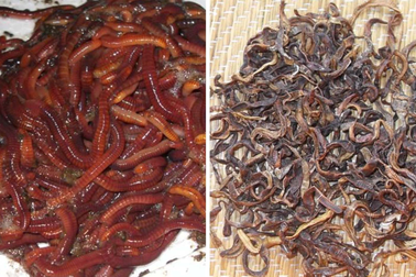 Trung Quốc cũng gặp nạn "kích điện giun đất" bán cho thương lái