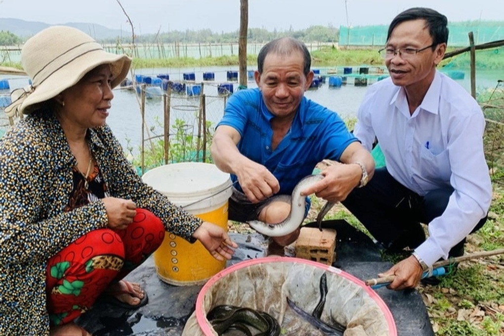 Nuôi cá chình bông ở đầm Trà Ổ: Mô hình sinh thái, hiệu quả