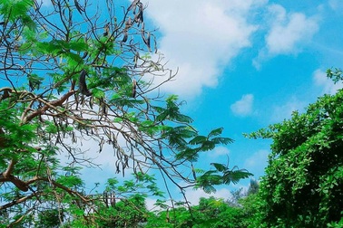 Tuổi học trò - nơi gửi gắm kí ức và cảm xúc chân thật nhất