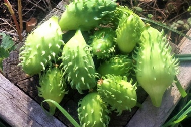 Kỳ lạ loại dưa chuột đầy gai, ngon nhất khi nhồi thịt nướng