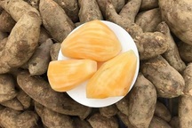 Hà Nội: Chị em mê tít đặc sản Lào Cai giá rẻ như khoai