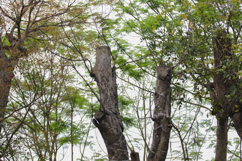 Cảnh chết mòn của hàng cây cổ thụ bị di dời để thi công metro Nhổn - Ga Hà - 10 Cảnh chết mòn của hàng cây cổ thụ bị di dời để thi công metro Nhổn - Ga Hà - 10