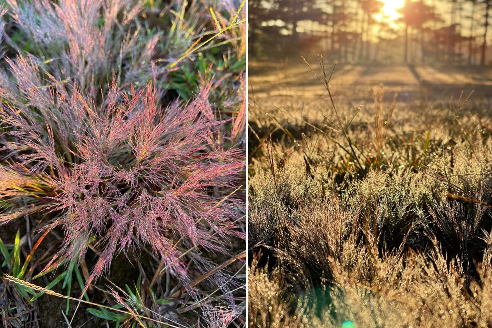 Đồi cỏ hồng trong sương sớm đẹp như trời Âu ở thành phố ngàn hoa - 4 Đồi cỏ hồng trong sương sớm đẹp như trời Âu ở thành phố ngàn hoa - 4