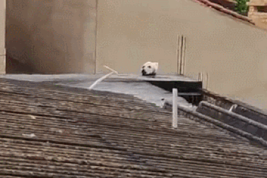 Clip "đánh lừa thị giác" đầy hài hước khiến dân mạng cười nghiêng ngả