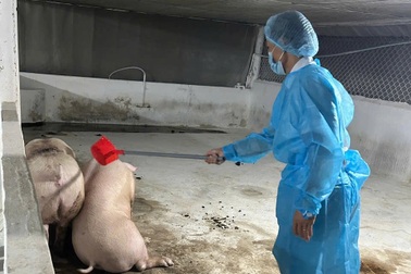 Chuyển hồ sơ vụ các hộ nuôi heo sử dụng chất cấm tại Đồng Nai sang công an