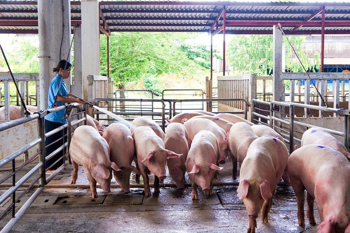 Giá heo hơi ngày 8/11, tiếp tục tăng ở nhiều nơi - Ảnh 1. Giá heo hơi ngày 8/11, tiếp tục tăng ở nhiều nơi - Ảnh 1.