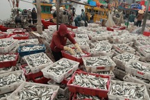 Ngư dân xứ Nghệ ra biển chỉ 3 giờ đã "bỏ túi" hơn 10 triệu đồng