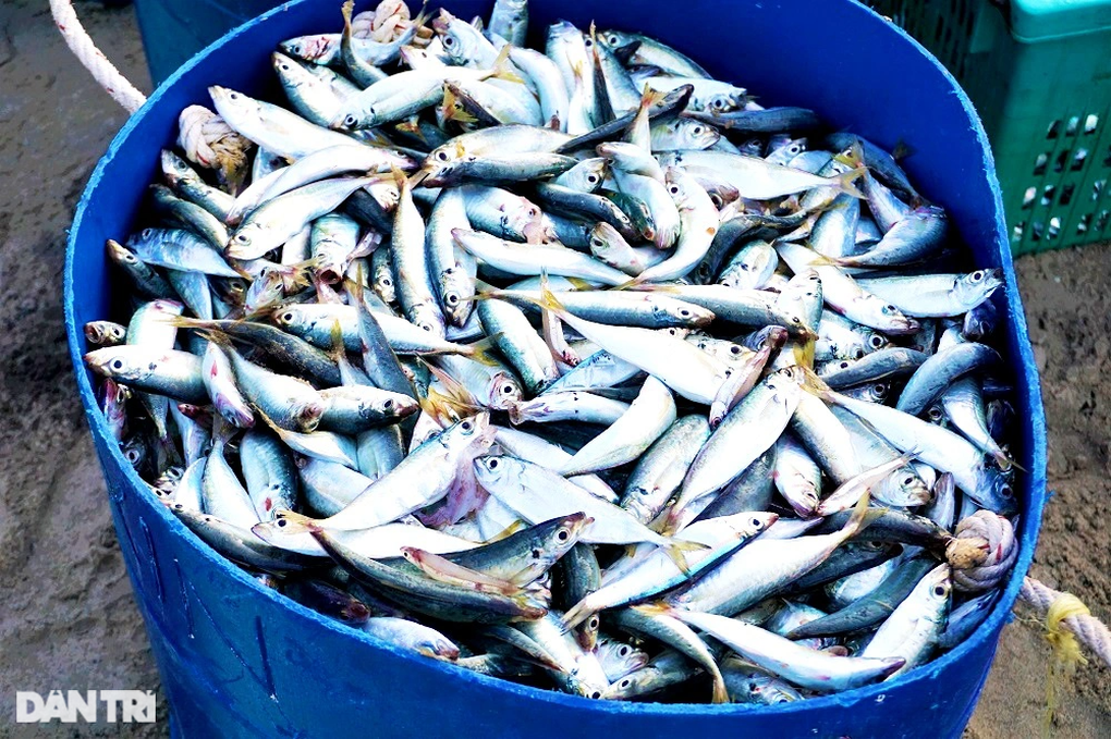 Phiên chợ lúc rạng đông, chỉ bán cá nục tươi - 14 Phiên chợ lúc rạng đông, chỉ bán cá nục tươi - 14