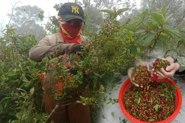 Phụ nữ nghèo kiếm tiền triệu mỗi ngày nhờ "lộc rừng" trên dãy Hoành Sơn