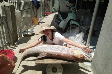 Cá măng sông Đà 35 kg hiếm có, mối quen đại gia mới có hàng