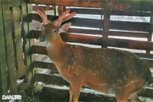 Nông dân kiếm hàng chục triệu đồng từ con mọc thứ "đại bổ" trên đầu