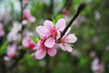 Nghệ An không hạn chế người dân về quê ăn Tết