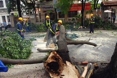 Cành cây cổ thụ rơi xuống đường, 2 người suýt gặp nạn