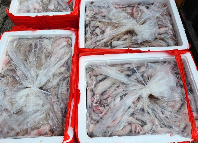 Số cá khoai vi phạm bị thu giữ