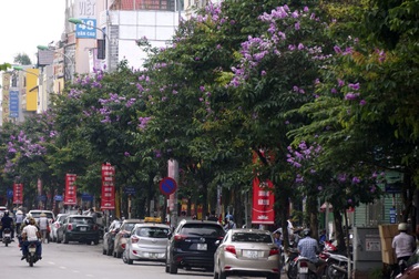 Mùa hoa bằng lăng nở tím trời Hà Nội