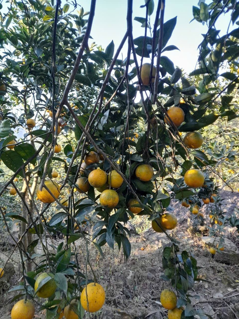 Người dân Phúc Khánh thoát nghèo nhờ trồng cam V2 - 1 Người dân Phúc Khánh thoát nghèo nhờ trồng cam V2 - 1