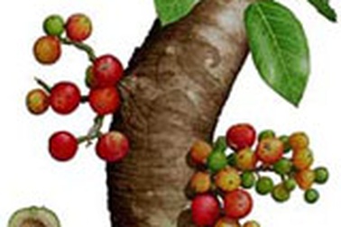 Cải thiện hệ hô hấp với quả sung