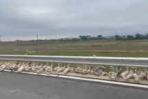 Hàng trăm con vịt bất ngờ tràn lên cao tốc Bắc - Nam