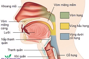 Tây y chữa viêm thanh quản như thế nào?