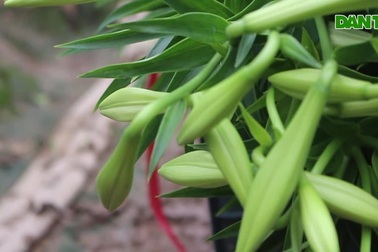 Hoa loa kèn trượt giá vì dịch Covid-19, dân Tây Tựu "khóc ròng"