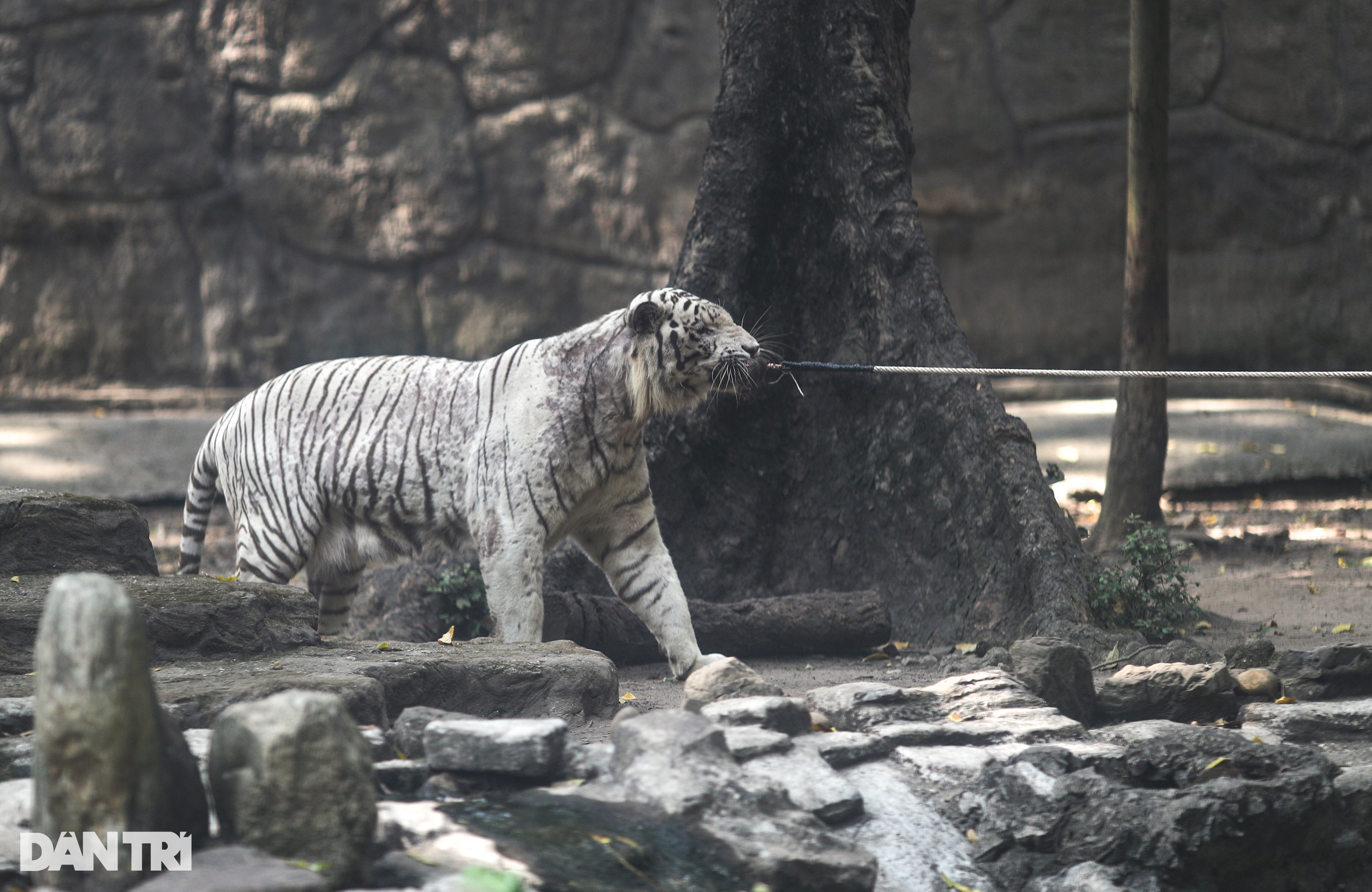 Hổ trắng 300kg kéo co với du khách trong Thảo Cầm Viên mùng 1 Tết - 7