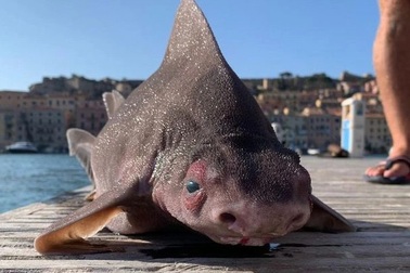 Phát hiện con cá mập kỳ dị có gương mặt... lợn