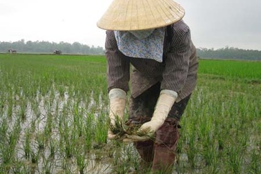 "Trắng đồng" vì thuốc bảo vệ thực vật