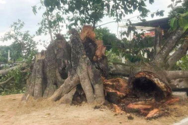 Cây đa Làng Trù lịch sử hơn 300 năm tuổi bất ngờ gãy đổ