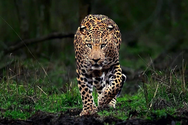 Bé trai bị báo hoa mai cắn chết khi đang chơi ngoài sân nhà