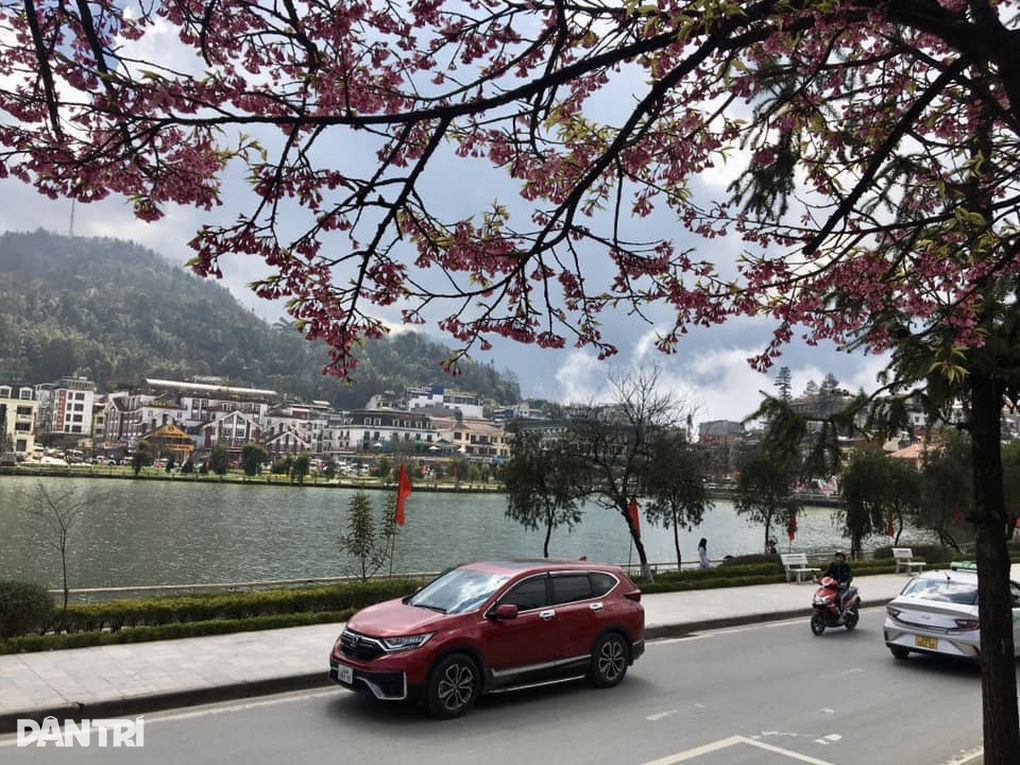 Rặng hoa anh đào 20 tuổi ở Sa Pa khoe sắc màu rực rỡ dưới nắng Xuân - 2 Rặng hoa anh đào 20 tuổi ở Sa Pa khoe sắc màu rực rỡ dưới nắng Xuân - 2